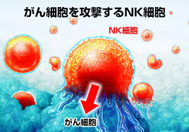 R-1のNK細胞活性化効果